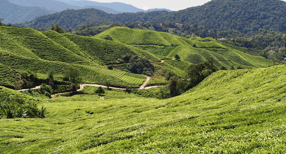 De Cameron Highlands De Cameron Highlands